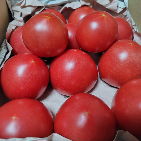 今が旬♪夏の王様トマト🍅赤熟もぎりの【麗月】8〜9玉詰め