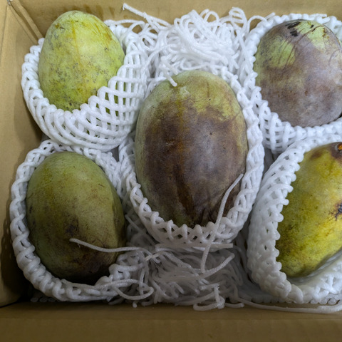 信州産　幻のポポの種子　ポスト投函 幻のフルーツ】ポポー 1箱1.5kg(4個から7個入り)二段重ね：長野
