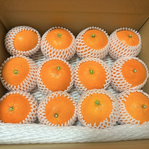 贈答品】愛媛の段畑まどんな 9〜12玉(紅まどんなと同品種)：愛媛県産の