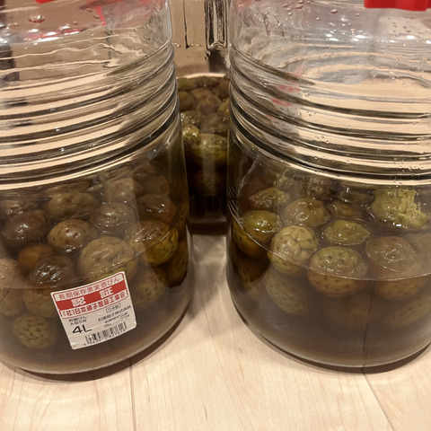 収穫当日に発送！青梅の代表格「白加賀」10kg：群馬県産の白加賀｜食べ