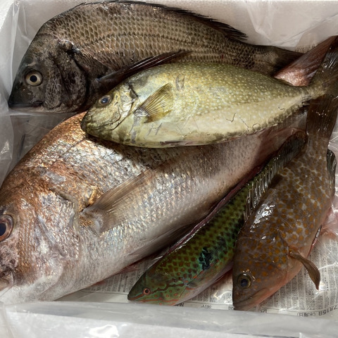 小豆島の海の恵み 旬のお魚お任せ鮮魚ハーフセット ５ ７匹 香川県のレビュー一覧 食べチョク 農家 漁師の産直ネット通販 旬の食材を生産者直送