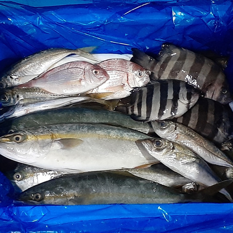 新潟県粟島産 漁師のまかない 未利用魚セット 新潟県のレビュー一覧 食べチョク 農家 漁師の産直ネット通販 旬の食材を生産者直送