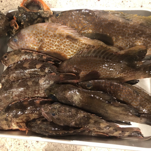 幻の魚 ｱｺｳ ｷｼﾞﾊﾀ 0 2 0 3 3匹と小魚セット 香川県のレビュー一覧 食べチョク 産地直送 産直 お取り寄せ通販 農家 漁師から旬の食材を直送