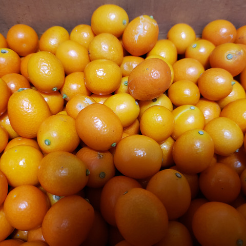 家庭用 何個もパクパク 種ごと丸ごときんかん ミニサイズ計2kg 熊本県のレビュー一覧 食べチョク 農家 漁師の産直ネット通販 旬の食材を生産者直送