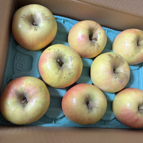 ☆売りつくしセール☆信州安曇野産ぐんま名月【家庭用10kg☆20〜40玉