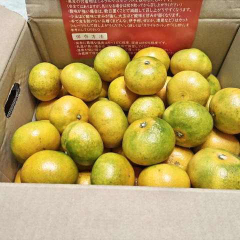 家庭用】極早生みかん11kg(通常サイズ) 採れたて新鮮！甘酸っぱい青