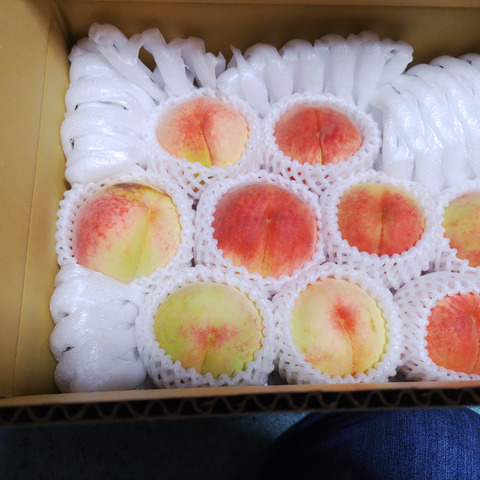 家庭用】白桃(品種おまかせ) 約2.5kg(5-14玉) 8月頃発送 家庭用