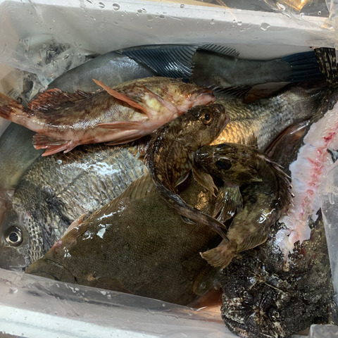 小豆島の海の恵み。旬のお魚お任せ鮮魚ハーフセット（５～７匹）：香川 