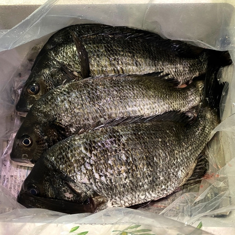 ブラックダイヤモンド黒鯛 チヌ 3匹 45cm 香川県のレビュー一覧 食べチョク 農家 漁師の産直ネット通販 旬の食材を生産者直送