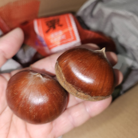 信州小布施栗 2L玉 1.1キロ10%アップ 銀寄/つくば等（中生品種）：長野