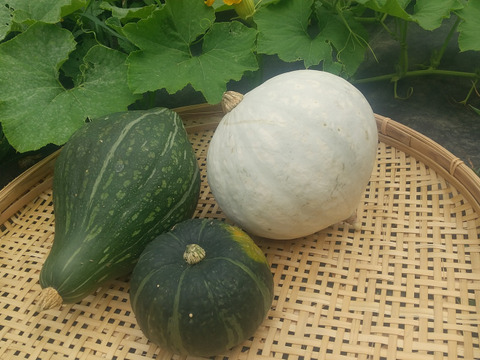 ホクホクなカボチャ3種！　白爵、ロロン、坊ちゃん。５Kg弱