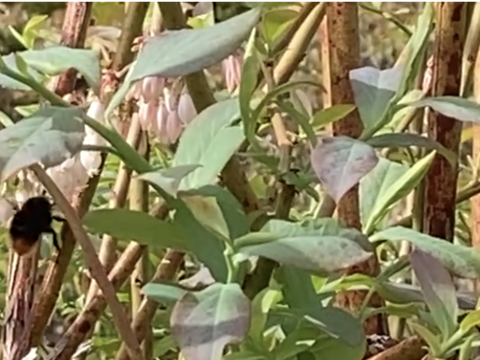 【家庭用】体が喜ぶブリーベリー！　除草剤・農薬・化学肥料不使用！地植え！　１ｋｇ