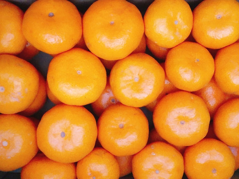 【濃厚・絶品】糖度14度以上『興津早生』　３kg