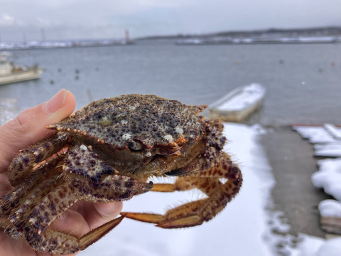 お待たせしました！！メスガニです！！［生きたまま発送］活トゲクリガニ　メス（1kg）