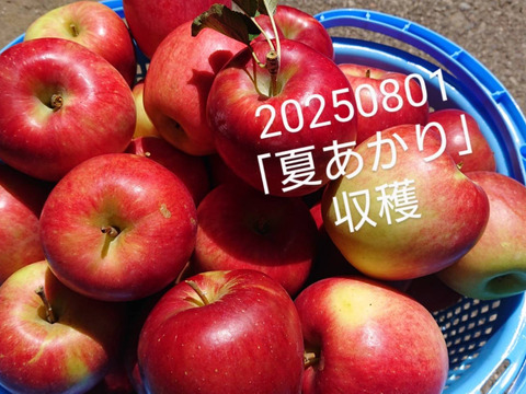 収穫始まりました！「夏あかり 約３㎏」夏の人気品種。長野県生まれ品種です。小さな可愛いりんごですが味は良いですよ！