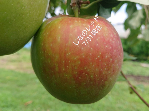 お蔭様で残り１セットになりました。爽やかな酸味の魅力「しなのレッド」約3kg入り。夏の暑さに疲れた体に最適です。長野県生まれのオリジナル品種人気沸騰中！「紅玉」りんごお好きな方にお薦め品種です。