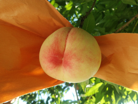 【お試し今が旬】【ご家庭用】【朝どれ】【翌日着地区限定　東京都含む】白鳳 4～6玉　(1.6～1.7㎏)