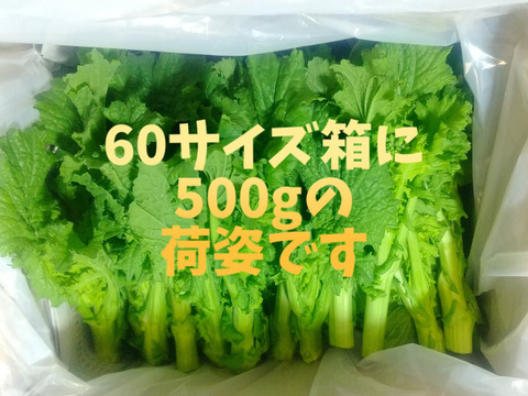 春を告げる野菜♪ 菜花(ナバナ)500g ☆瀬戸内の太陽たっぷり香川県産