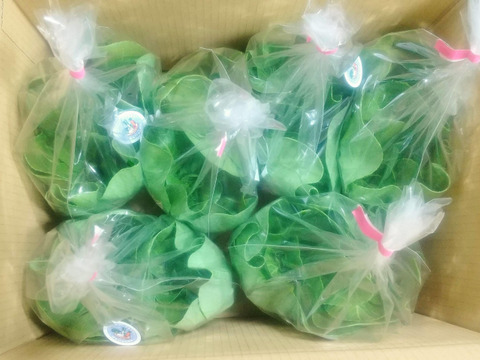 【個包装×6袋】マイクロチンゲン菜『コロポックル』12個 ☆瀬戸内の太陽たっぷりの香川県産