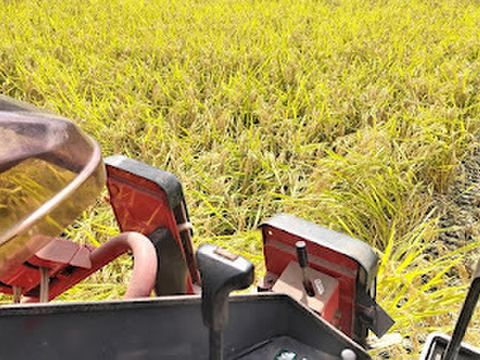 【新米】農薬化学肥料不使用　信州伊那谷★コシヒカリ(白米)2025年産・10㎏