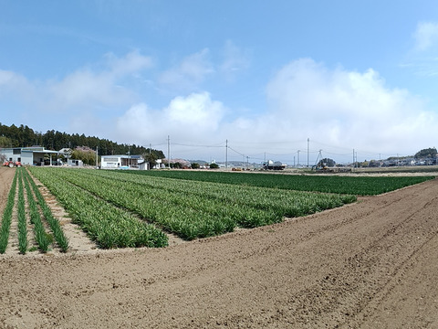 ニラ100g×10束セット(1キロ)