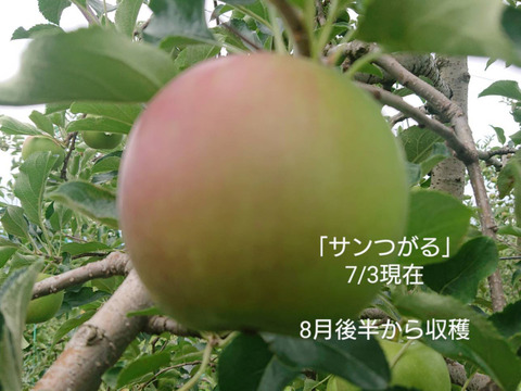 収穫始まりました！「サンつがる」約5kg　サンつがるは果汁が多く甘味を引き立てる酸味が魅力。昨年（2023年）は霜被害にあってしまいましたが今年はたくましく育ってくれています。（＾＾）