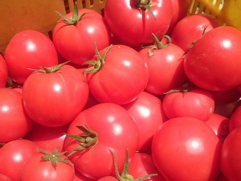 農園で一番人気！　完熟トマト　２ｋｇ