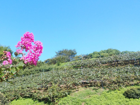 【令和6年・群馬県知事賞/金賞受賞】下仁田町産キウイフルーツ（3Lサイズ/11個入）