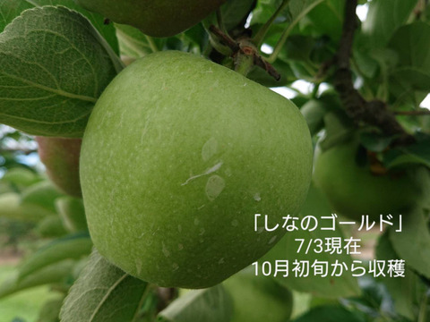 収穫スタート！「ご自宅用シナノゴールド約3kg入り」スタッフお薦め・　ゴールデンデリシャスと千秋の交配種/2品種の良い所どり・瑞々しく　｢パリッとシャリ感最高」です。（写真は9/30現在）