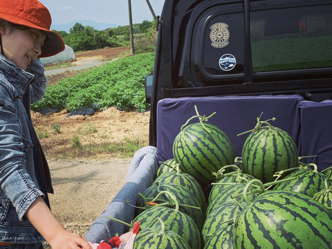 【幻】金山すいか 大玉  1玉 7kg～8kg