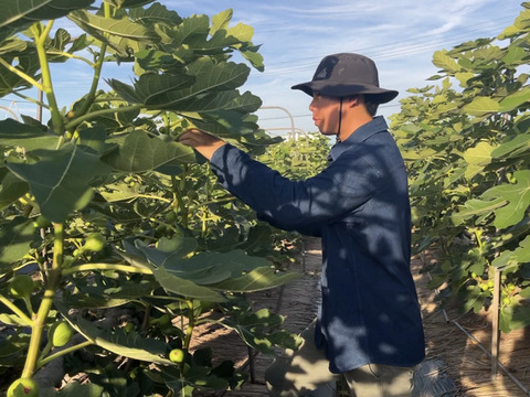 【完熟】城陽産輝きのいちじく　エヌベール農園