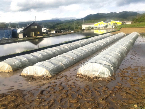 農薬化学肥料不使用『タキタテ』お弁当やおにぎりに！玄米10kg令和７年産　信州佐久穂町