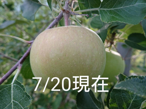 最終です。！「名月約3kg入り」生産者が大好きなりんごです。甘みが強い品種、黄色のボディに頬紅を付けた見た目も愛らしいんですよ。