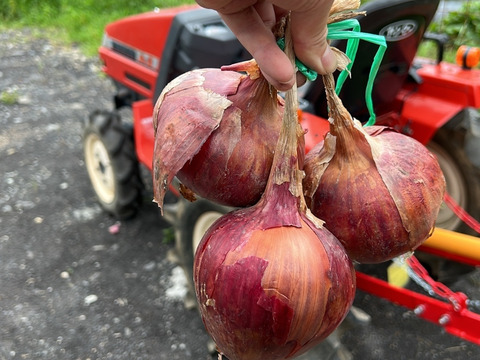 【みずみずしい、紫玉ねぎ】《10kg箱入り》　兵庫県香美町産