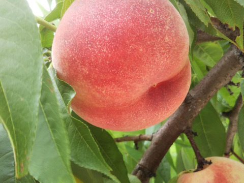 【2024年の予約販売】ゆうぞら～この桃から美味しい品種が多数出現！～　訳あり　１．５ｋｇ（４～９玉）