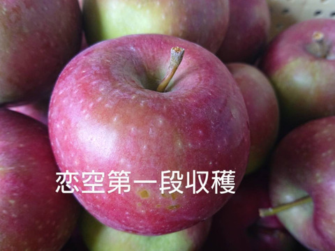 今年最初のりんご！収穫開始です。「恋空約5kg」栽培が少ない品種です。ネーミングも良いですが味も爽やかな甘味の美味しさです。（写真は7／23現在）お届け後冷蔵庫にて保存お願いします。。