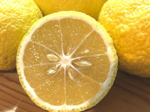得🍋はるか 大豊作&訳あり皮キズ・こぶりサイズ 4.5kg (一部外皮キズあり)
