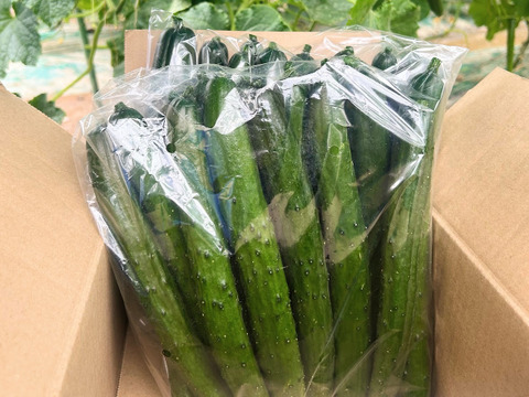 朝採り‼きゅうり (25本入 約2㎏)