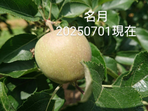 2025年予約販売開始！「名月約5kg入り」生産者が大好きなりんごです。甘みが強い品種、黄色のボディに頬紅を付けた見た目も愛らしいんですよ。