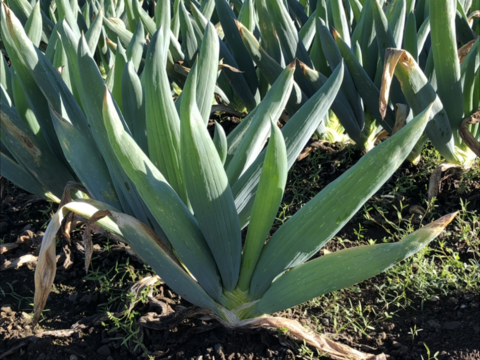 下仁田ネギの醤油漬け！