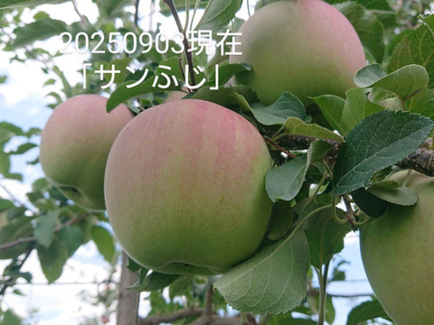 収穫してまーす！「あずみ野産サンふじ」約5kg入り　安曇野がりんごに託した思いを御賞味下さい。甘味からの酸味最高です。