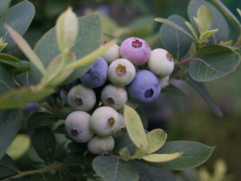 ほおばって！ブルーベリーMIX（500g・品種&サイズ混合）