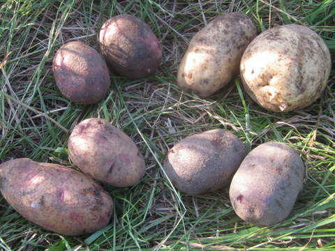 瀬戸内よりお届け！旬の野菜詰め合わせ便　Sサイズ（６～７品目）