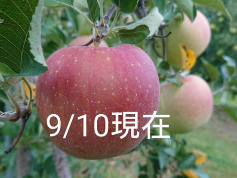 只今収穫中です。！「あずみ野産サンふじ」約2kg入りご家庭用/甘味と酸味のバランスの良い品種です。安曇野の思いを届けたくて、、、、、。