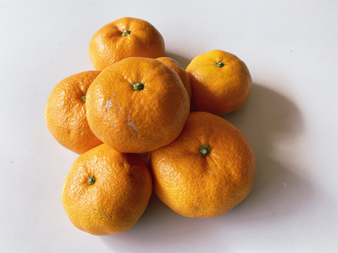 ジュース用訳あり品　甘くて濃厚青島みかん５ｋｇ（サイズ色々・糖度平均12度）