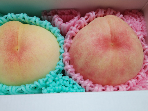 2025年先行予約　【贈答用】　【夏ギフト】【朝どれ】【樹熟🍑】くだもの王国おかやま よりお届け！
清水白桃/おかやま夢白桃/　なつごころ/なつおとめ/末木白桃/白麗