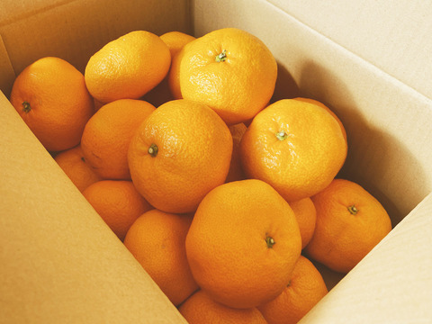 甘くて濃厚超ドデカ青島みかん5ｋｇ　4L以上(家庭用)