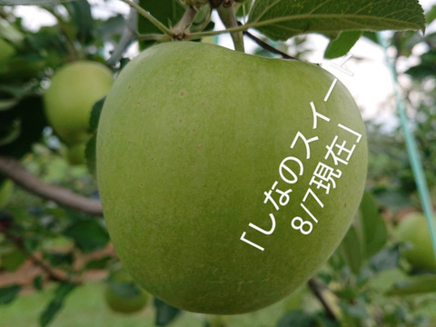 お待たせです。収穫開始！「しなのスイート約10kg 」当農園リピーターのお客様が一番多い品種です。爽やかな甘味が染み入ります。酸味も優しい品種です。（写真は9/30現在です）