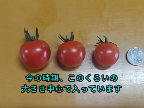 直売所で大人気！！完熟ミニトマト”べにすずめ”１.2㎏。南国宮崎の農園からお届け！！