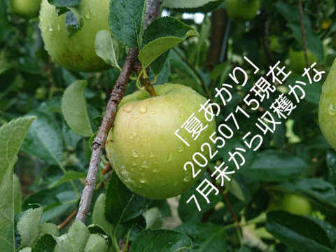 収穫始まりました！「夏あかり 約３㎏」夏の人気品種。長野県生まれ品種です。小さな可愛いりんごですが味は良いですよ！